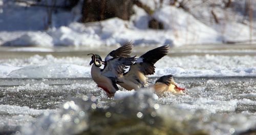 View of birds in winter