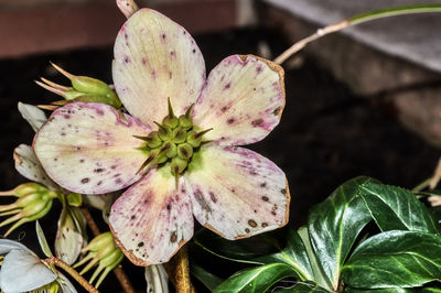 Close-up of flower