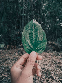 Cropped image of person holding plant in forest