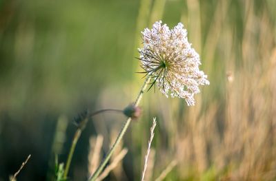 Close-up of  flower on field