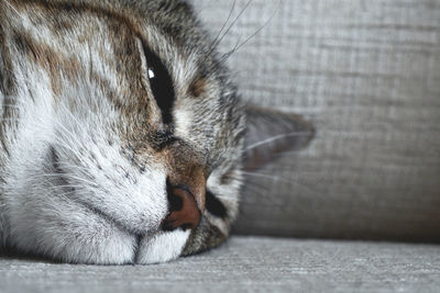 Close-up of a cat sleeping