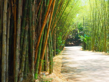 Footpath amidst trees in forest