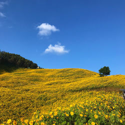 Scenic view of oilseed rape field against sky