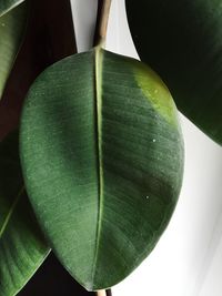 Close-up of fruit on plant