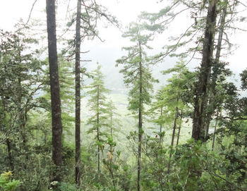 Trees in forest against sky