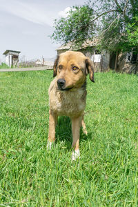 Portrait of dog on field