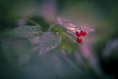 Close-up of red berries growing on plant