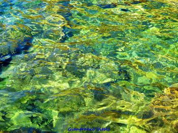 Full frame shot of fish in sea