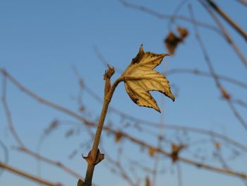 Close-up of leaves on twig