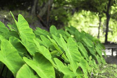 Close-up of fresh green leaves in sunlight