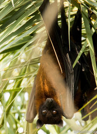 Low angle view of monkey on tree