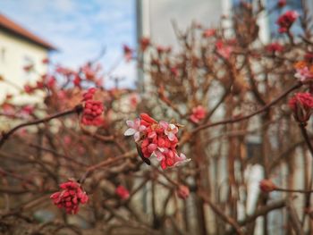 Close-up of cherry blossom