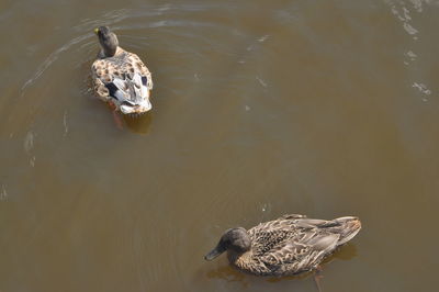 High angle view of duck swimming in lake