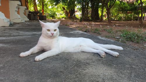 Portrait of white cat relaxing on tree