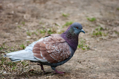 Close-up of bird