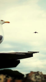 Airplane flying in sky