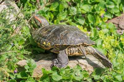 Close-up of turtle on field