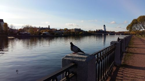 Seagull perching on railing by lake against sky