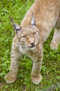 Portrait of cat on field