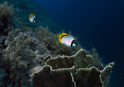 Fish swimming in sea