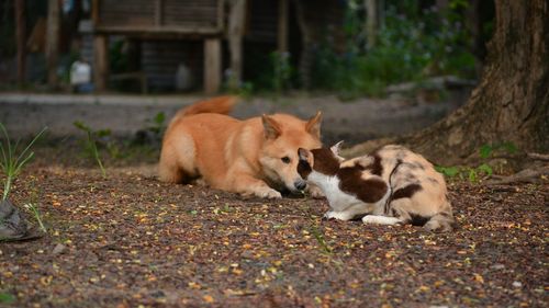 Cats relaxing in the ground