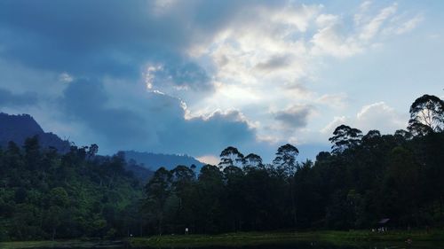 Scenic view of trees against sky