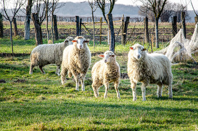 Sheep standing in farm