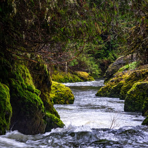 Scenic view of stream flowing through rocks in forest