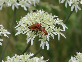 Close-up of insect on flower