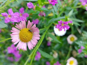 Close-up of flowers blooming outdoors