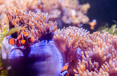 Close-up of clown fish swimming by coral in sea