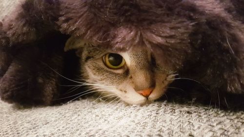 Close-up portrait of cat