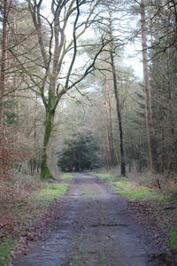 Road amidst trees in forest