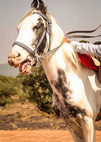 Horse standing on field