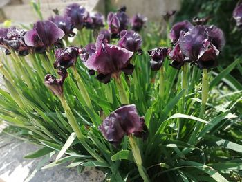 Close-up of purple flowering plants