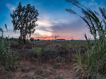 Scenic view of field against sky during sunset