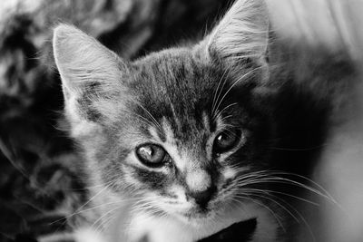 Close-up portrait of cat