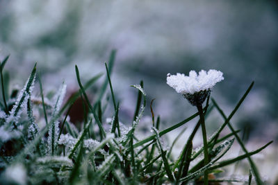 Close-up of white flowering plants on snow field