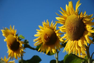 Close-up of yellow flowering plant against clear sky