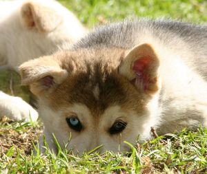 Portrait of cat lying on grassy field