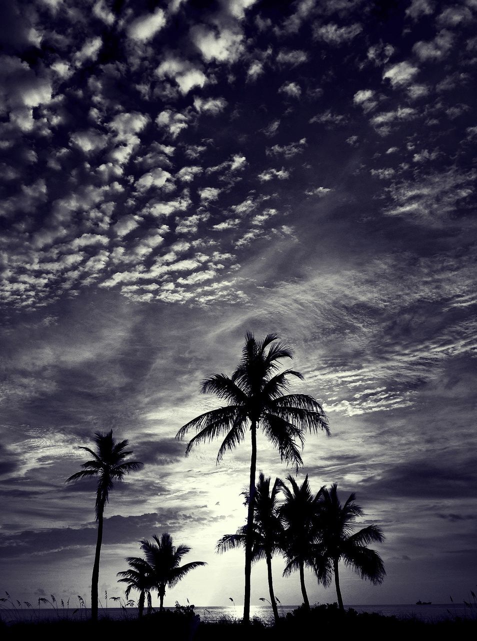palm tree, tree, sky, tranquility, silhouette, tranquil scene, scenics, cloud - sky, beauty in nature, nature, cloudy, sunset, growth, cloud, tree trunk, sea, low angle view, idyllic, branch, beach