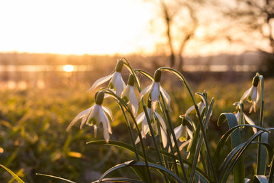 Close-up of flowering plant on field against sky