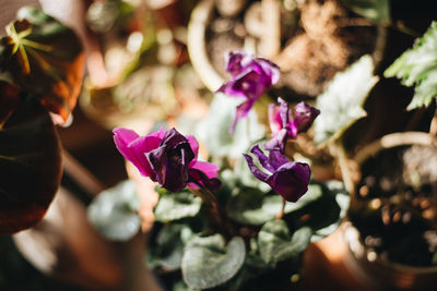 Close-up of pink flowering plant