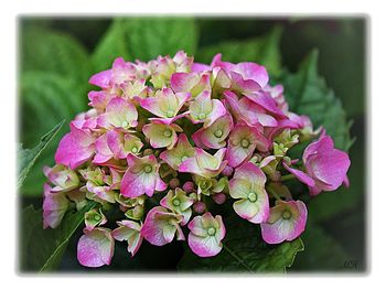 Close-up of pink flowers blooming outdoors