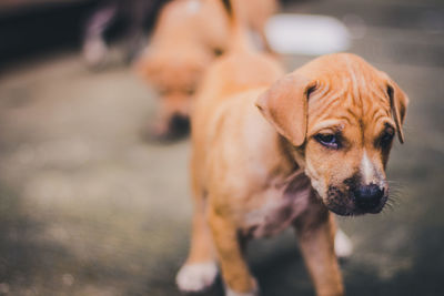 Puppy standing outdoors