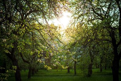 Trees growing on landscape