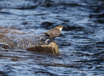 Bird perching on rock
