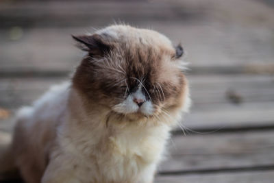 Close-up of a cat