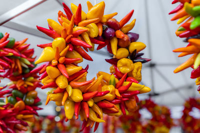 Close-up of red flowering plant