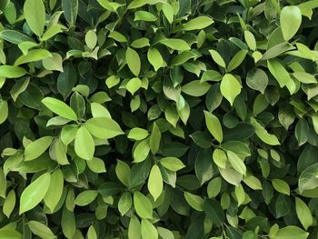 Full frame shot of plants